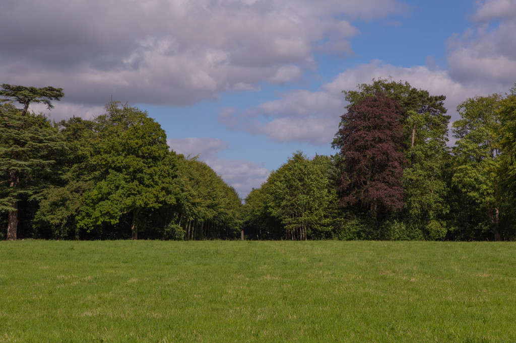 The forest behind the chateau.