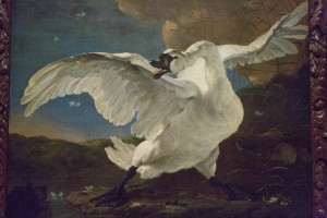 The Threatened Swan